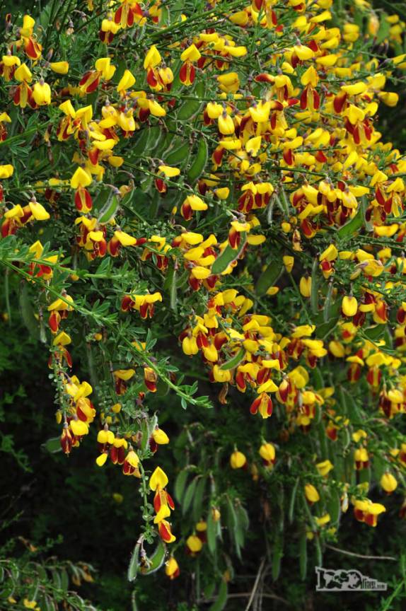 Em plena primavera, muitas flores no Parque Nacional Los Alerces, ao norte de Trevelin, na patagônia argentina